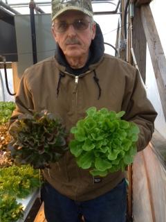 hydroponics lettuces local grown